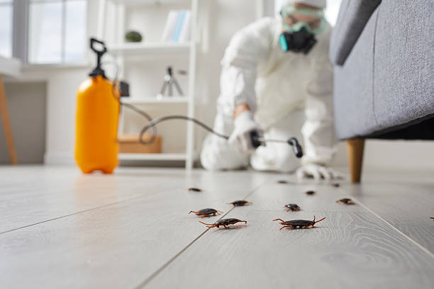 Commercial Rodent Management in St. Andrews